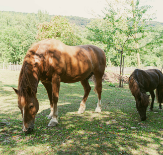Ca.Stella & Camping del Monte San Giorgio Sagl-campeggio